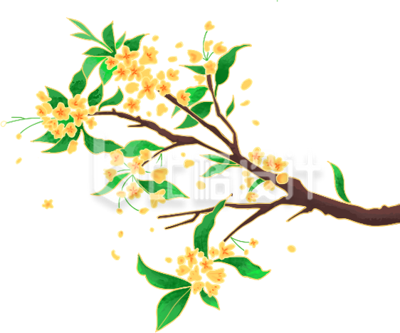 桂花手绘插画