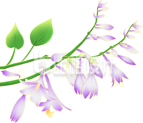紫色 的小花