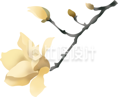 玉兰花手绘植物插画