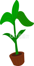 盆栽手绘插画