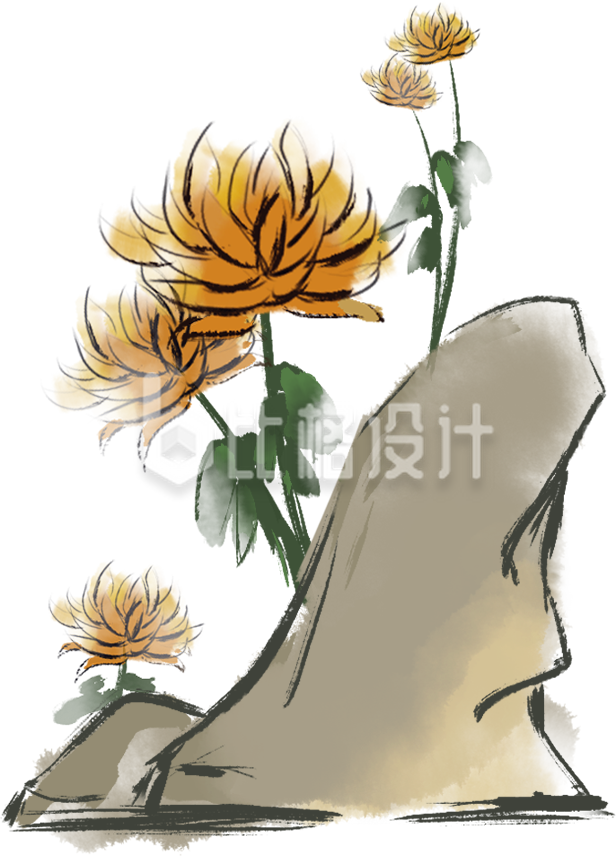菊花手绘插画
