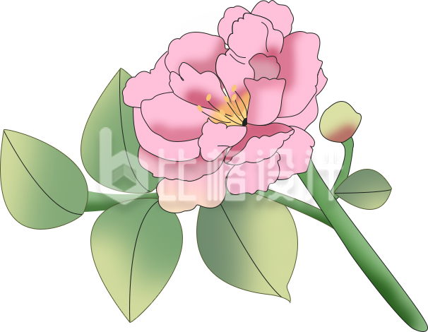 植物小花手绘插画