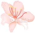 一朵小梅花手绘插画