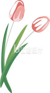 郁金香手绘插画