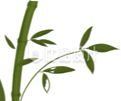 植物竹子手绘插画