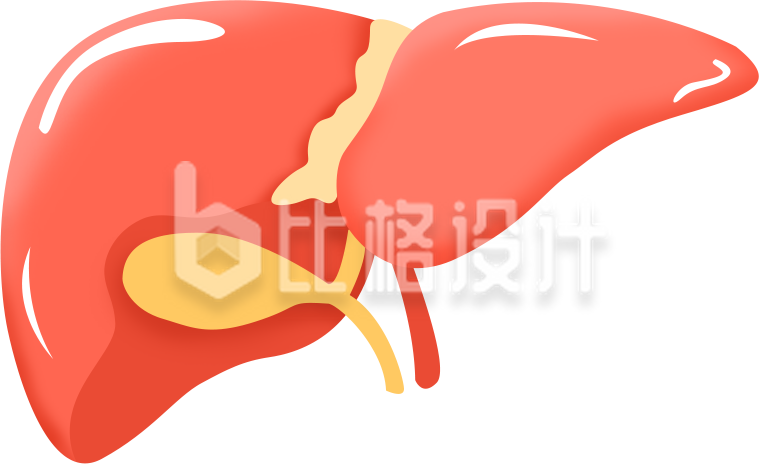 医疗肝脏手绘插画