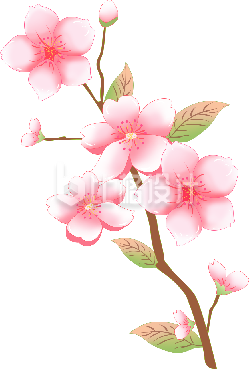 桃花手绘植物插画