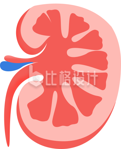 直观呈现肾脏器官的医学科普宣传物料 直观呈现肾脏器官的医学科普宣传物料