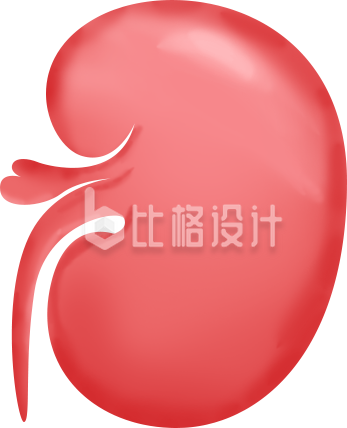 人体重要器官肾脏的医学科普宣传图