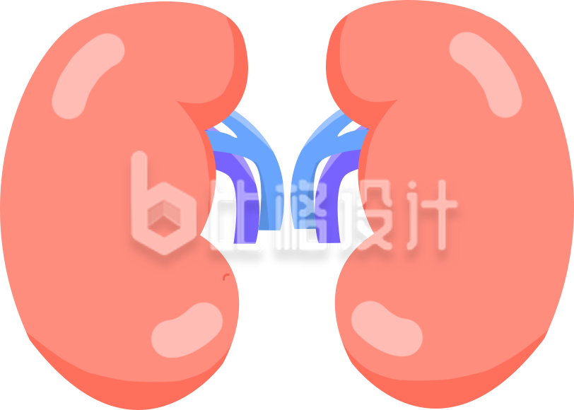 可爱肾脏器官插图 医学科普好帮手