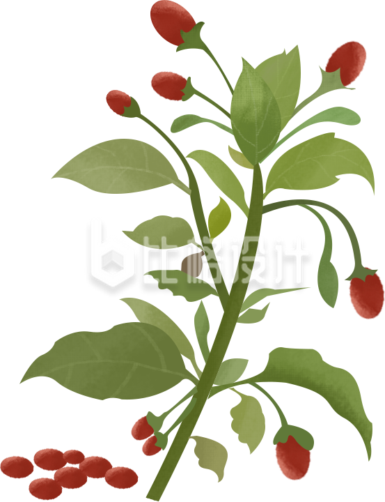 鲜艳红果绿植图 可作蔬菜水果类宣传物料 鲜艳红果绿植图 可作蔬菜水果类宣传物料