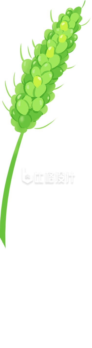 清新可爱的绿色麦穗插画，尽显自然之美