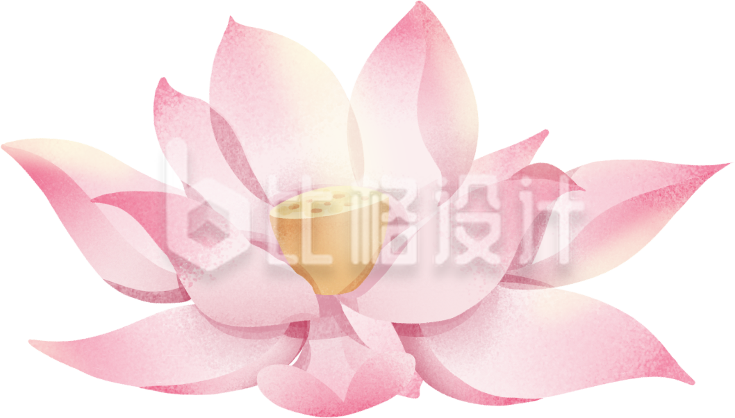 荷花手绘插画植物