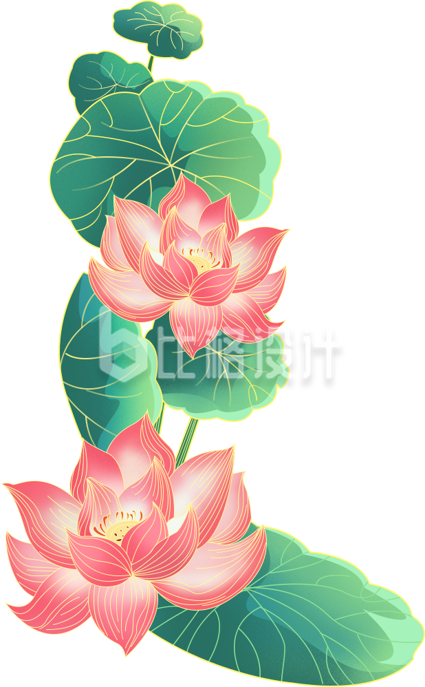 荷花荷叶手绘插画