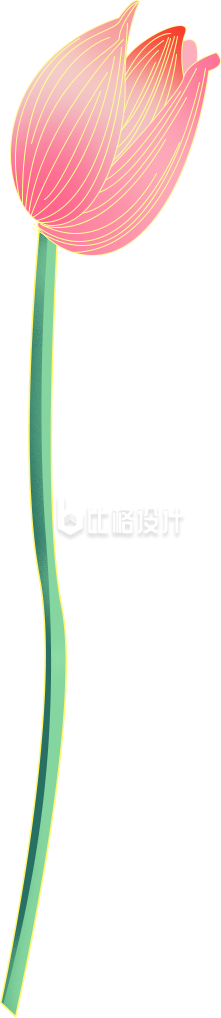 荷花手绘插画
