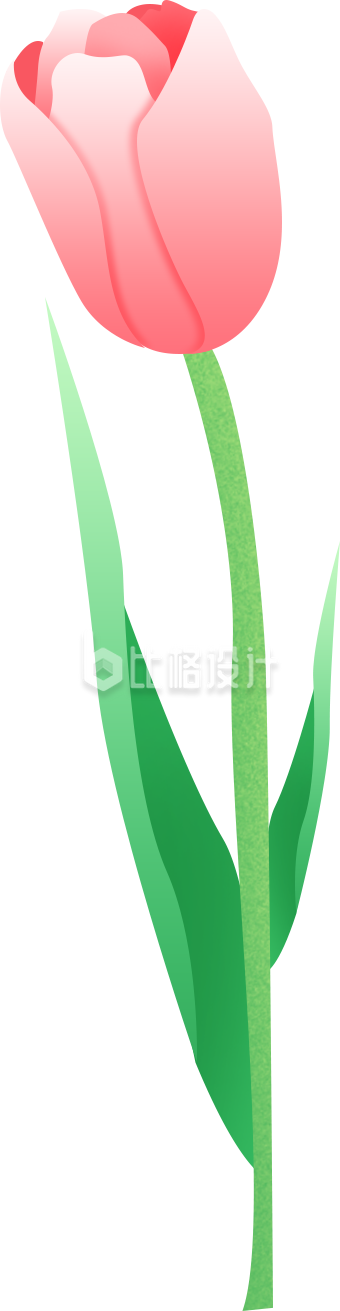  郁金香手绘插画植物