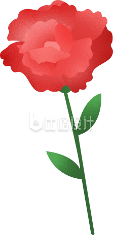 康乃馨手绘植物小花