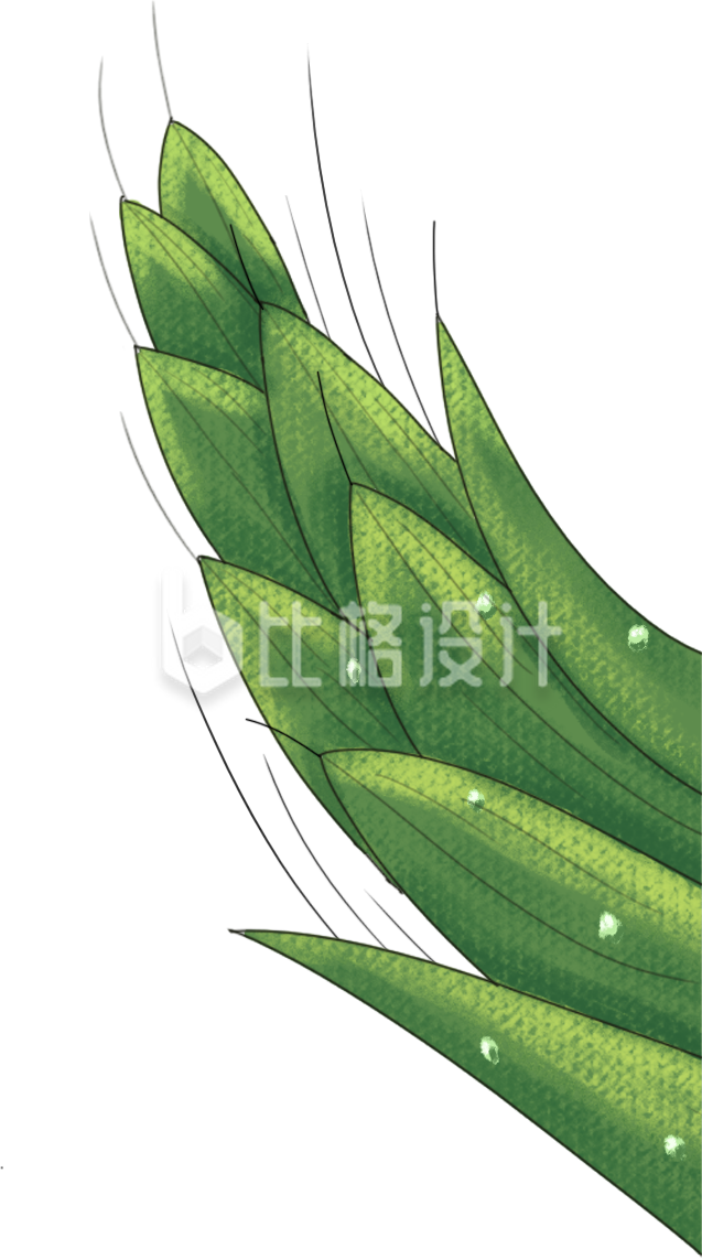 麦子植物手绘