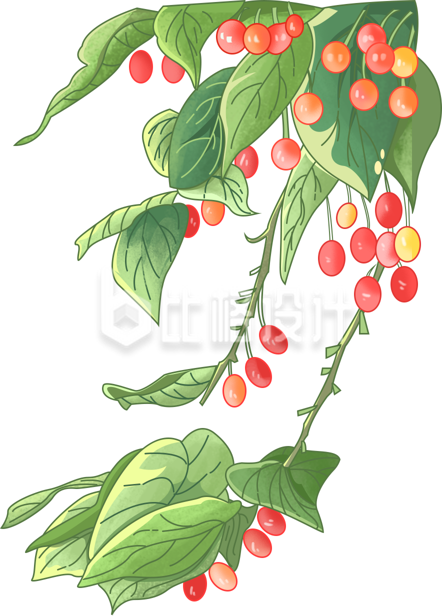 植物樱桃手绘插画