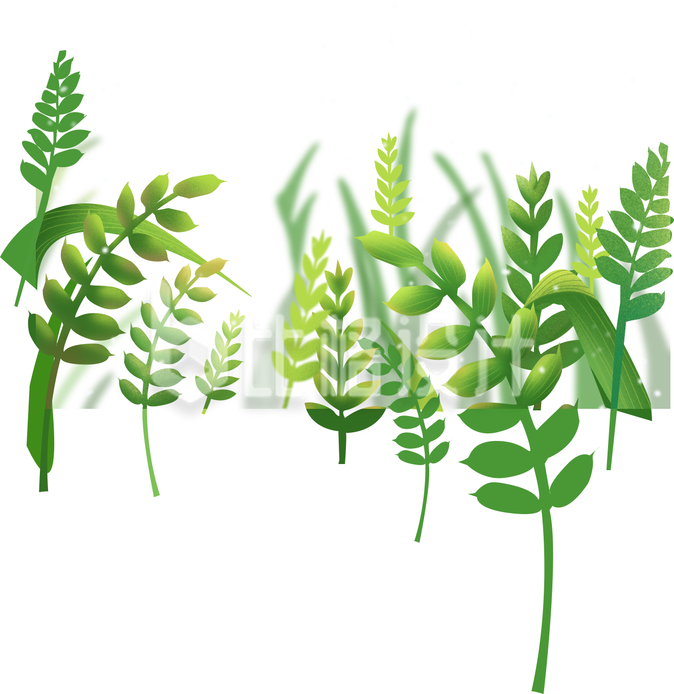 植物小麦手绘插画