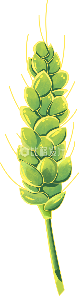 小麦植物手绘