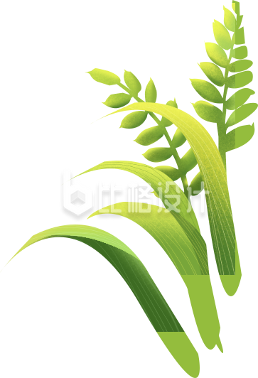 小麦手绘植物