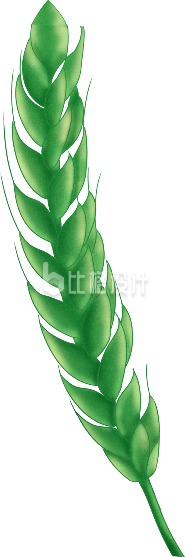 植物小麦手绘