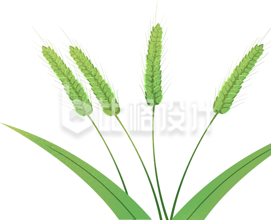 麦子植物插画