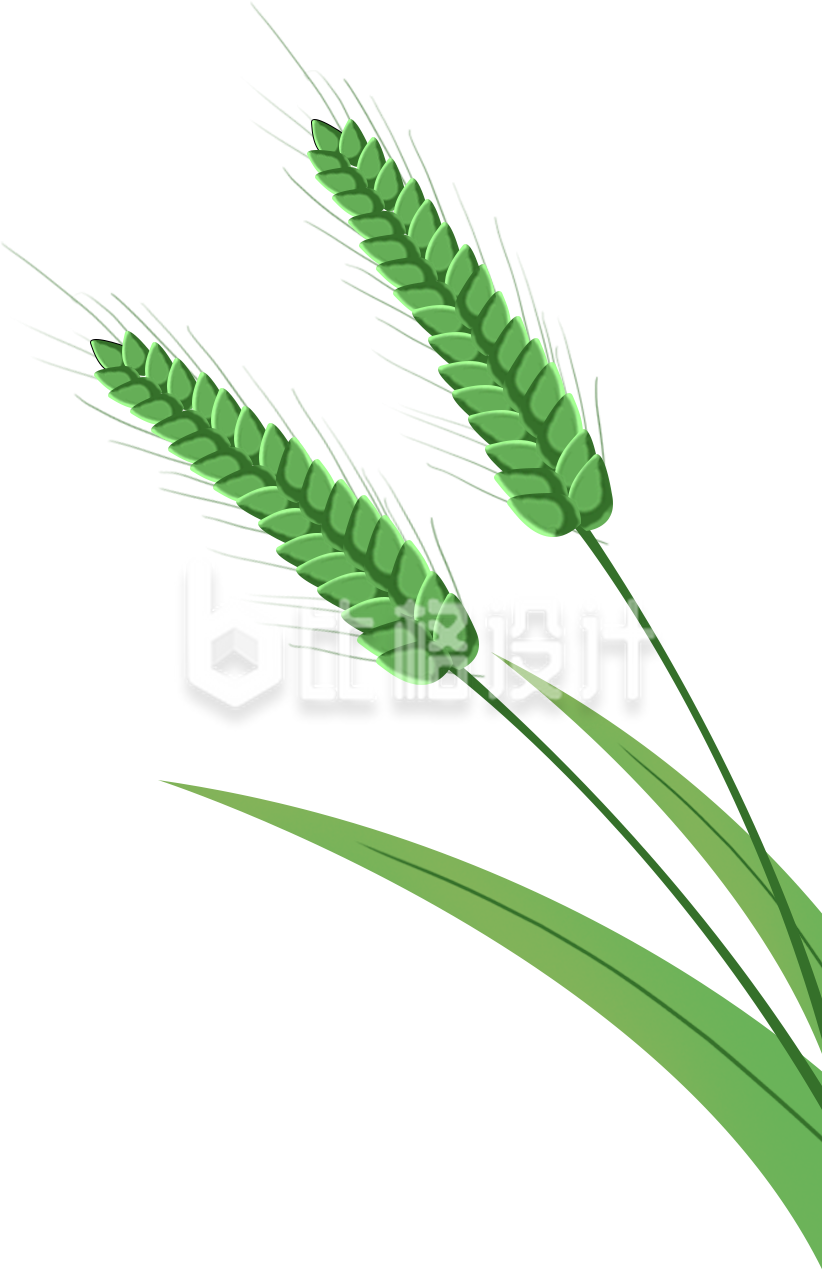 麦子植物手绘