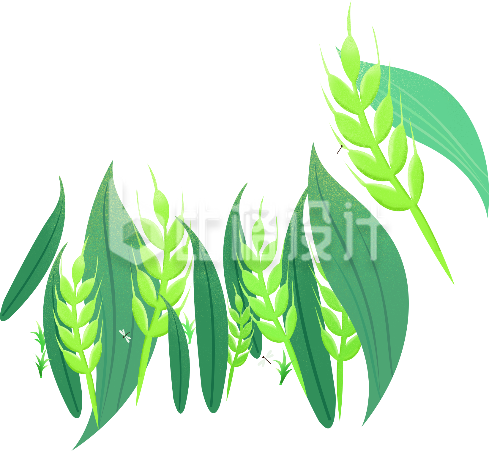 植物小麦趣味手绘
