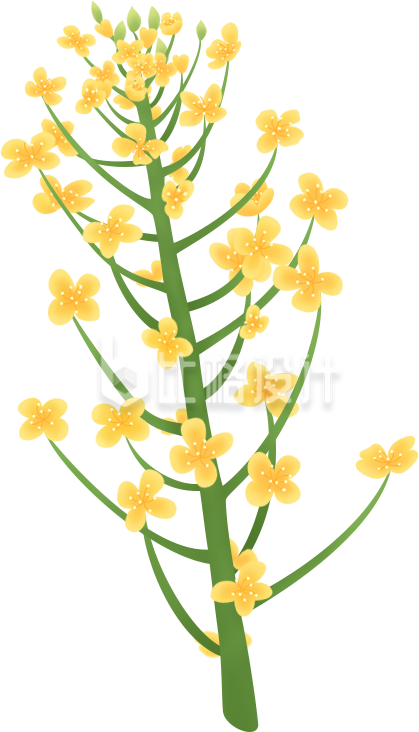 美丽黄色花朵插图,适合多种宣传物料 美丽黄色花朵插图,适合多种宣传物料