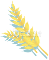 麦子植物手绘