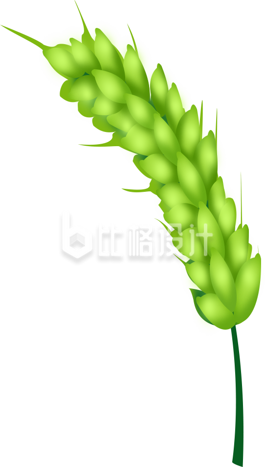 麦子手绘插画
