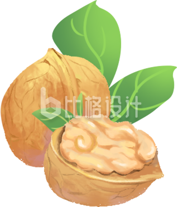 核桃手绘植物食物插画