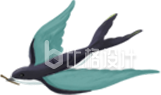 动物燕子小鸟手绘插画