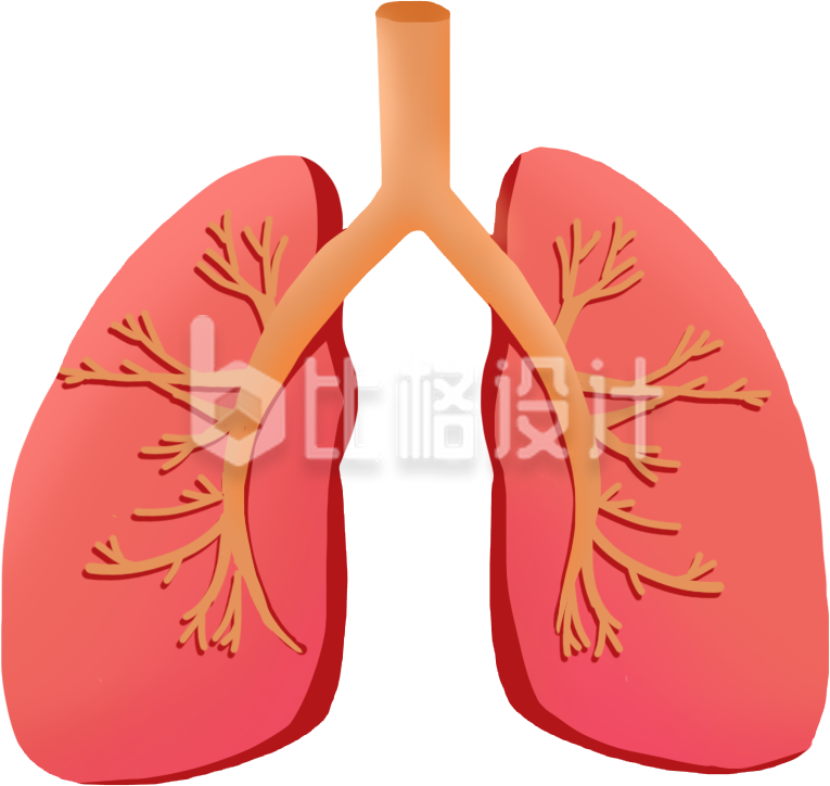 肝脏医疗手绘插画