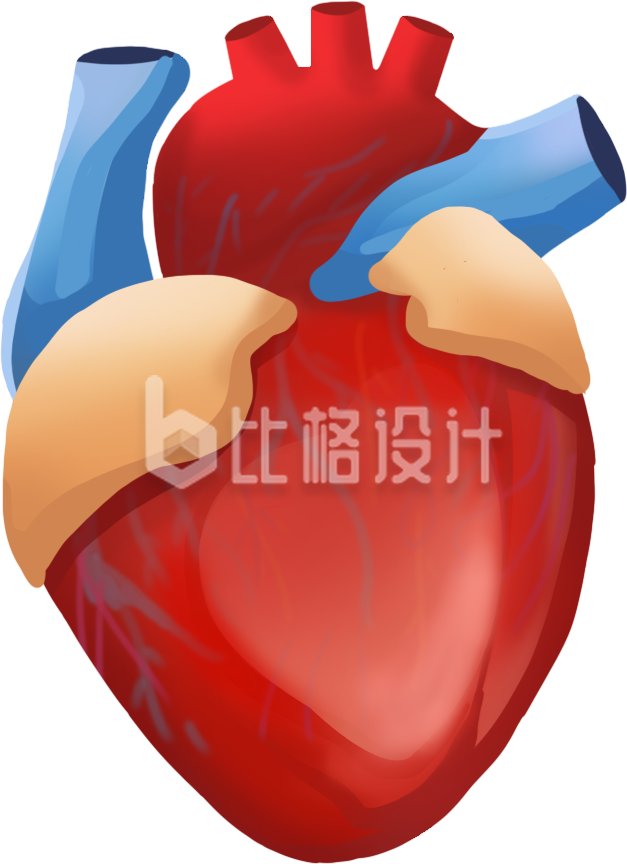 心脏手绘插画医疗