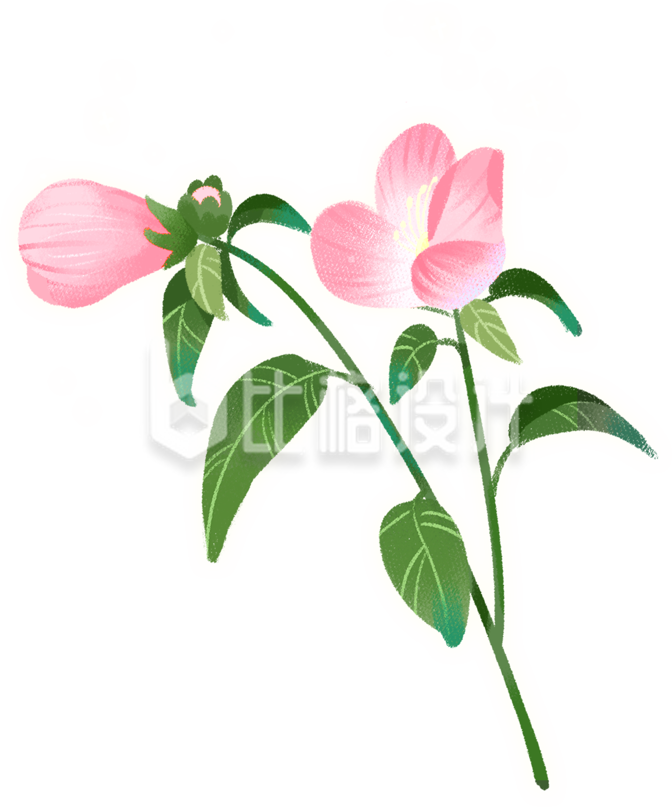 植物小花手绘插画