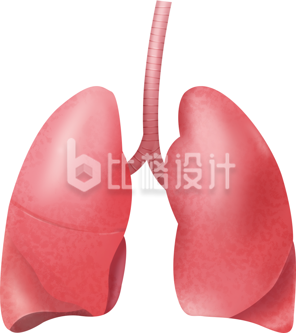 肝脏器官手绘