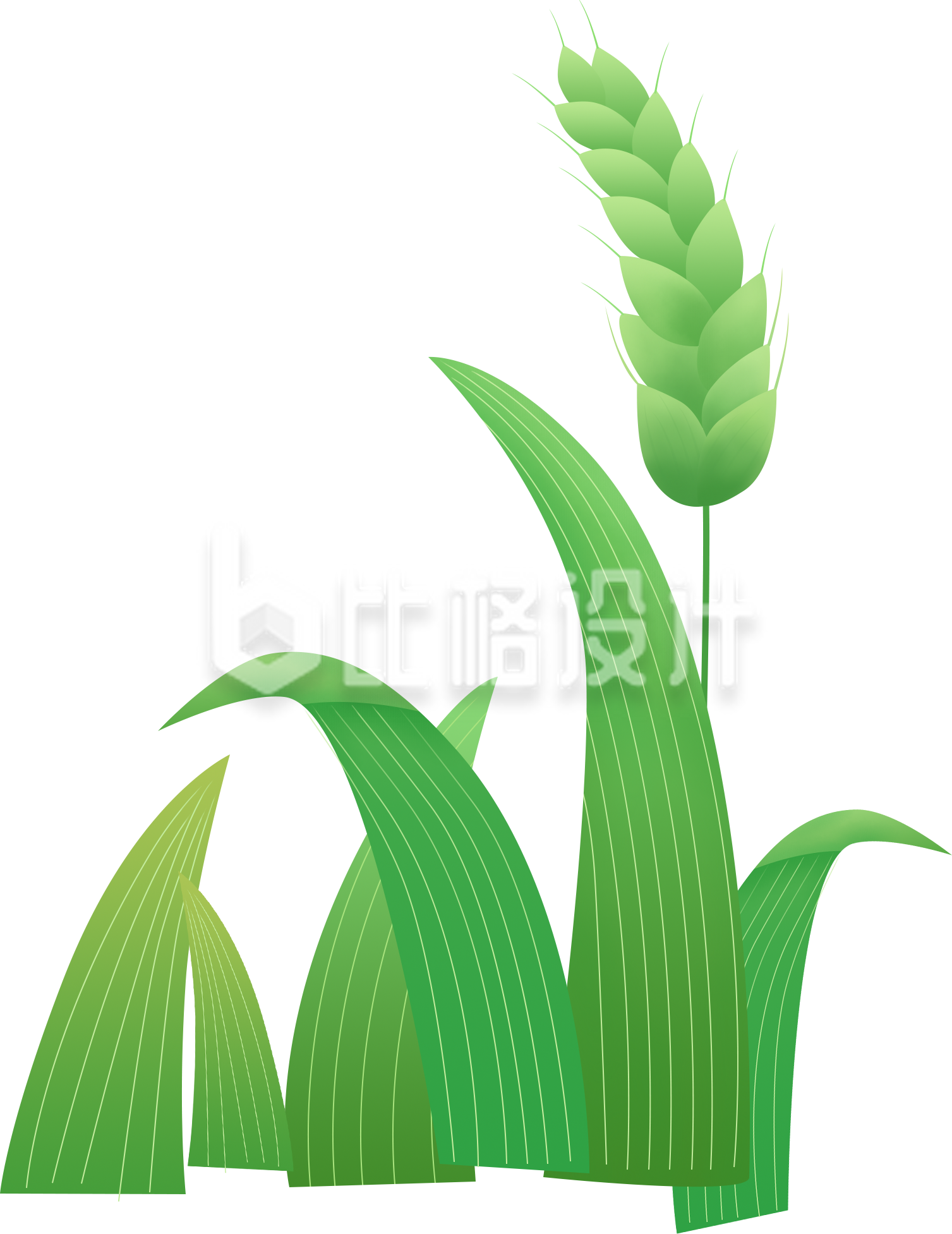 绿色小麦手绘