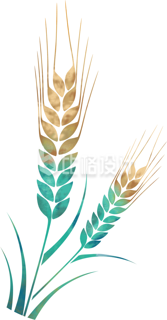 麦子粮食手绘