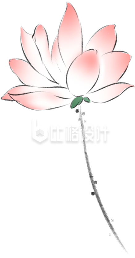荷花夏天植物手绘
