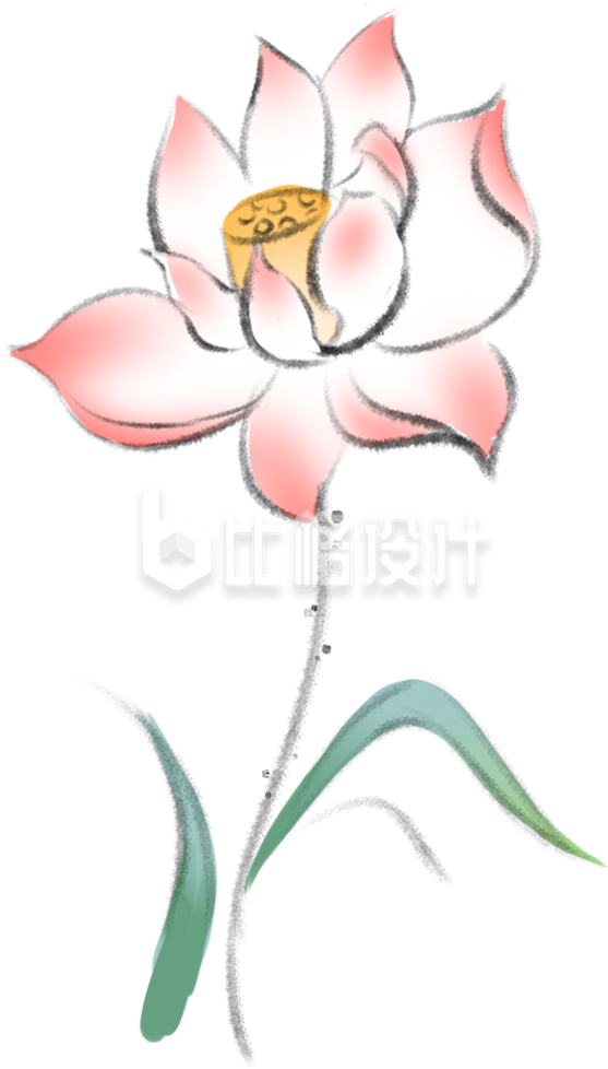夏天荷花手绘