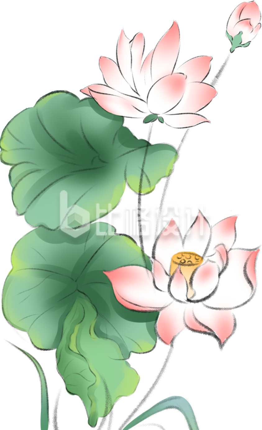 荷花夏天手绘插画