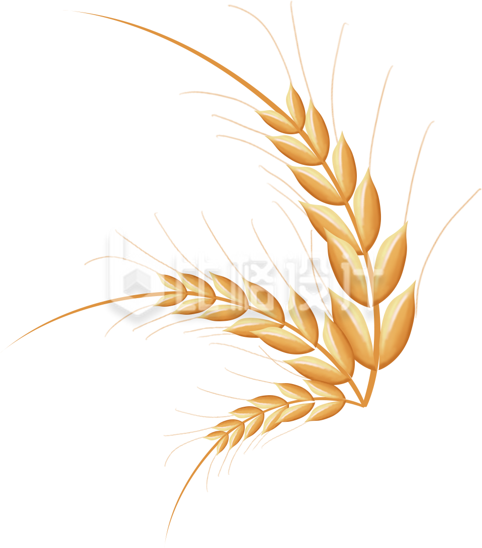 麦子丰收手绘
