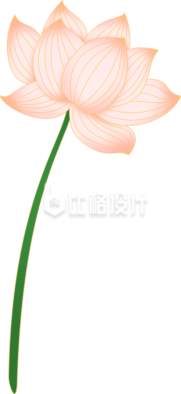 荷花植物手绘