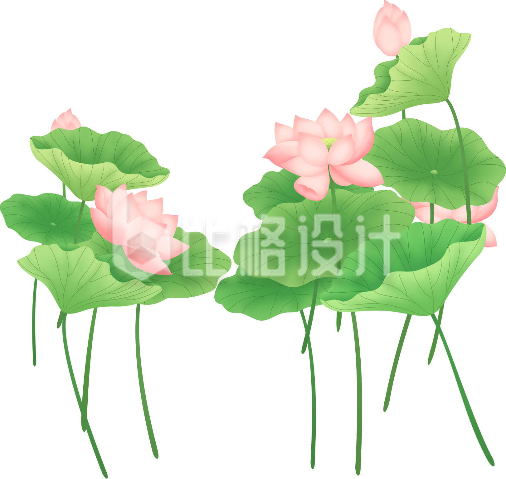 荷花夏天植物手绘插画