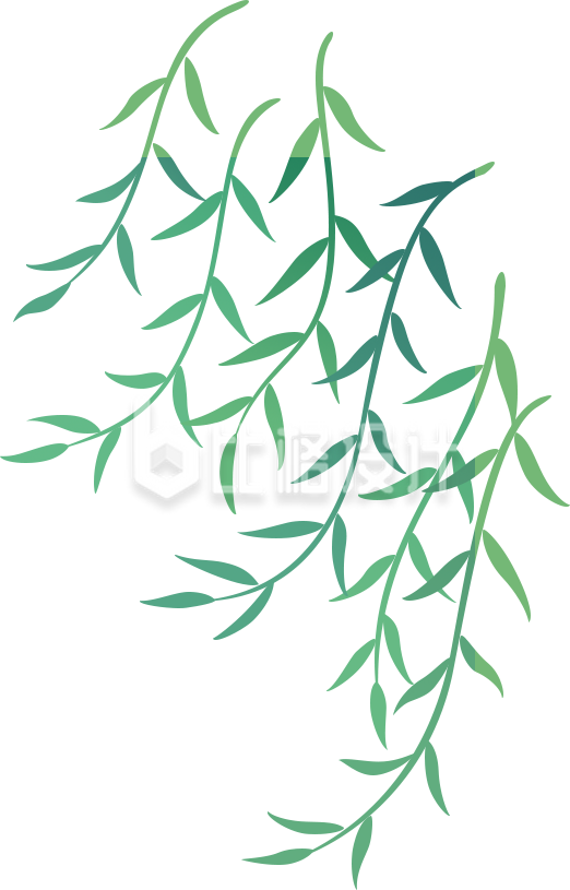 柳树植物手绘