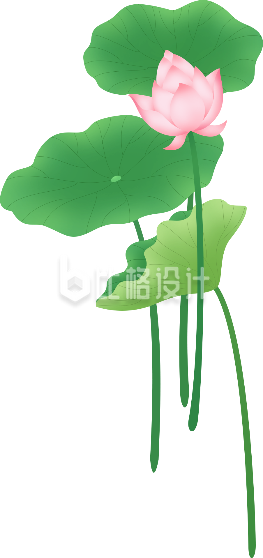 荷花植物手绘插画