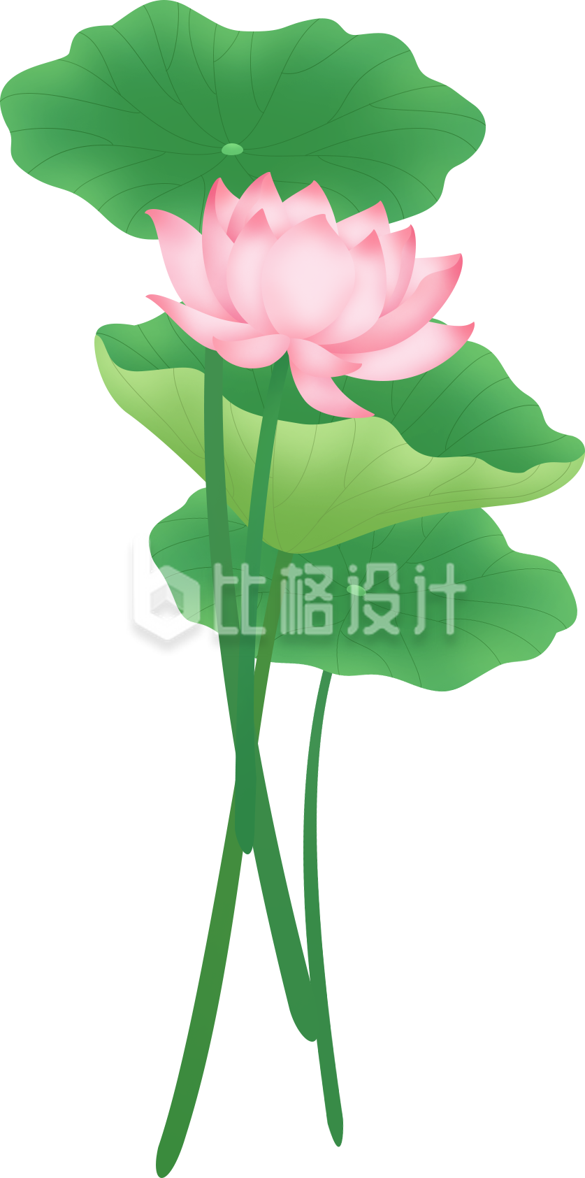 夏天植物荷花手绘插画